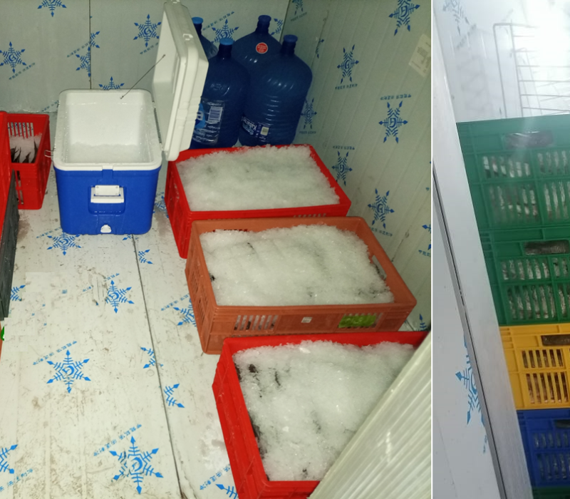 Cold room with fish and ice