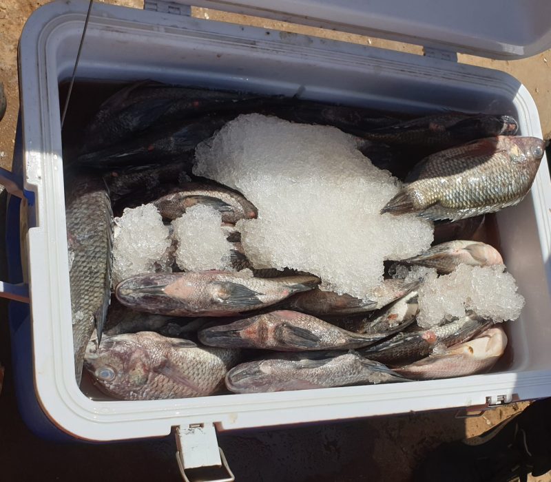 delivery to small scale traders with coolerboxes with ice