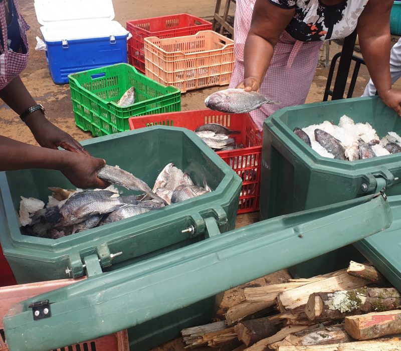 small scale traders selecting fish from coolerboxes